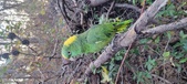 Enlarge photo 238