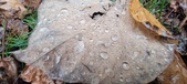 Enlarge photo 203