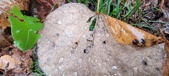 Enlarge photo 199