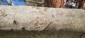 Enlarge photo 169