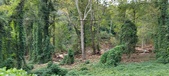 Enlarge photo 259
