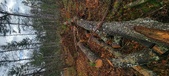 Enlarge photo 661