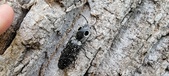 Enlarge photo 268