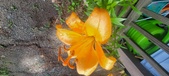 Enlarge photo 261