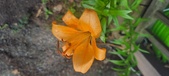 Enlarge photo 260