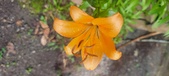 Enlarge photo 259