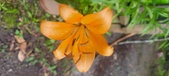 Enlarge photo 255