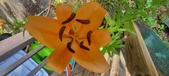 Enlarge photo 257