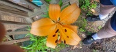 Enlarge photo 258