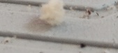 Enlarge photo 253