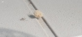 Enlarge photo 254