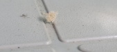 Enlarge photo 251