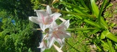 Enlarge photo 182