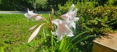 Enlarge photo 180