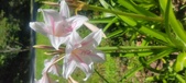 Enlarge photo 179