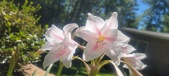 Enlarge photo 177