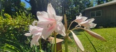 Enlarge photo 175