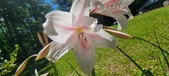 Enlarge photo 174