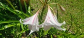 Enlarge photo 173