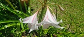 Enlarge photo 172