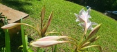 Enlarge photo 170