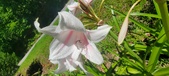 Enlarge photo 168