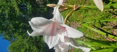 Enlarge photo 167
