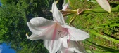 Enlarge photo 166