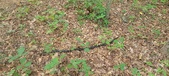 Enlarge photo 52