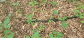 Enlarge photo 54