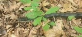 Enlarge photo 55