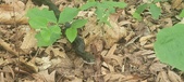 Enlarge photo 63