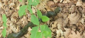 Enlarge photo 66