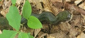 Enlarge photo 67