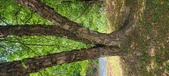 Enlarge photo 85