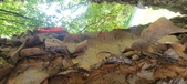Enlarge photo 91