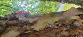 Enlarge photo 92