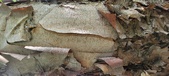 Enlarge photo 96