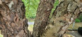 Enlarge photo 98