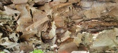 Enlarge photo 99