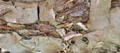 Enlarge photo 100