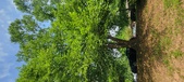Enlarge photo 103