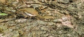 Enlarge photo 104