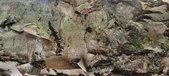 Enlarge photo 114