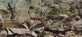 Enlarge photo 115