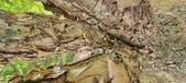 Enlarge photo 116