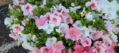 Enlarge photo 308