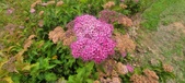 Enlarge photo 286