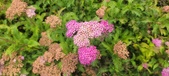 Enlarge photo 282
