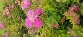 Enlarge photo 280